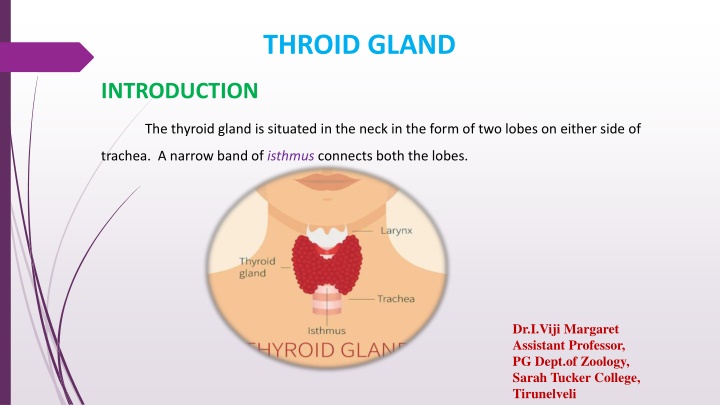 The Thyroid Gland: Structure, Function, and Importance