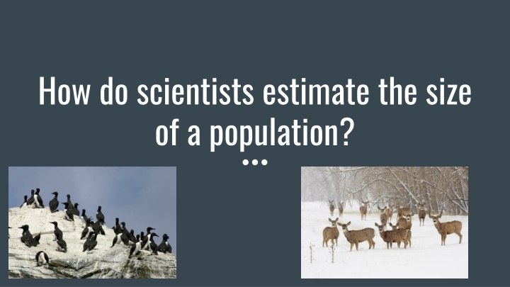 How do scientists estimate the size  of a population?