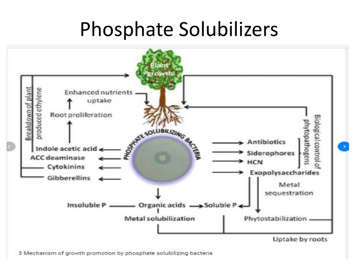 Phosphate Solubilizers and Plant Growth