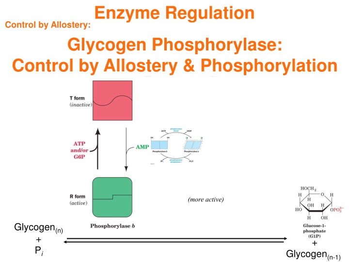 Enzyme Regulation: Control by Allostery and Phosphorylation in Glycogen Phosphorylase