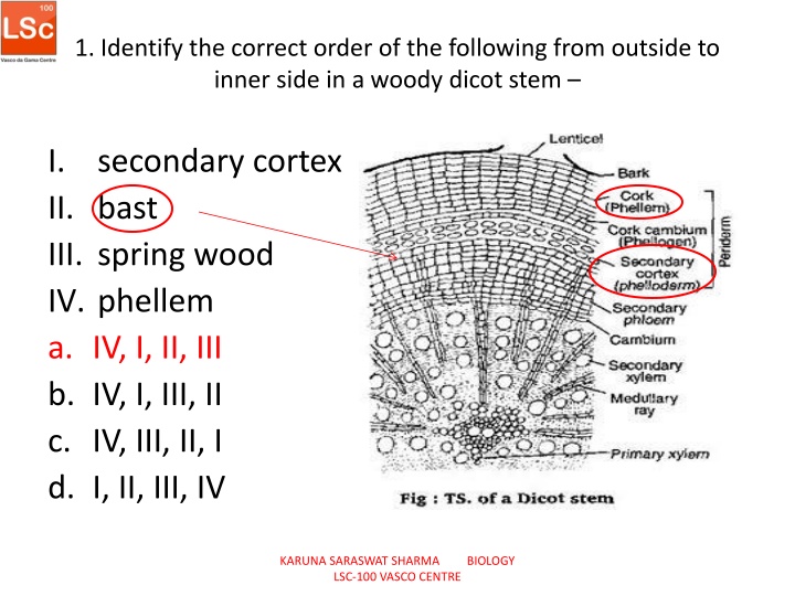 Correct Order of Woody Dicot Stem Layers