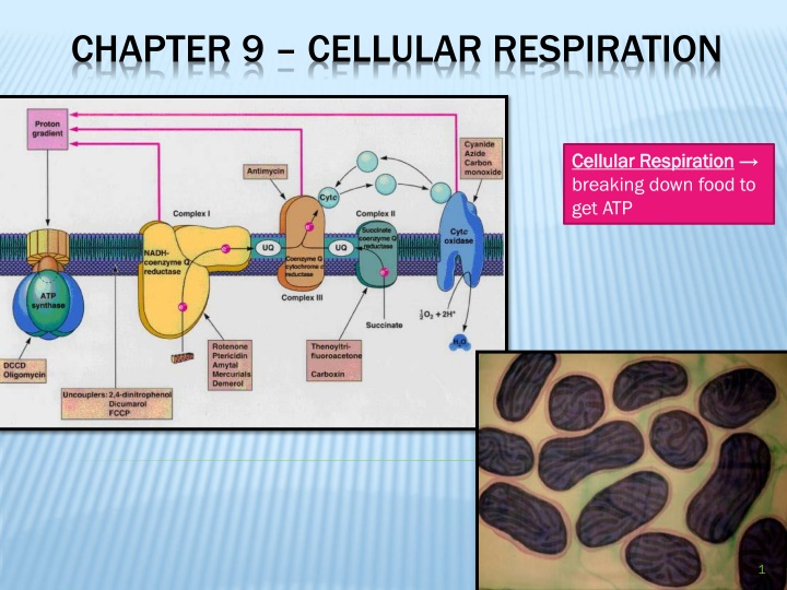 Cellular Respiration: Breaking Down Food for Energy Production