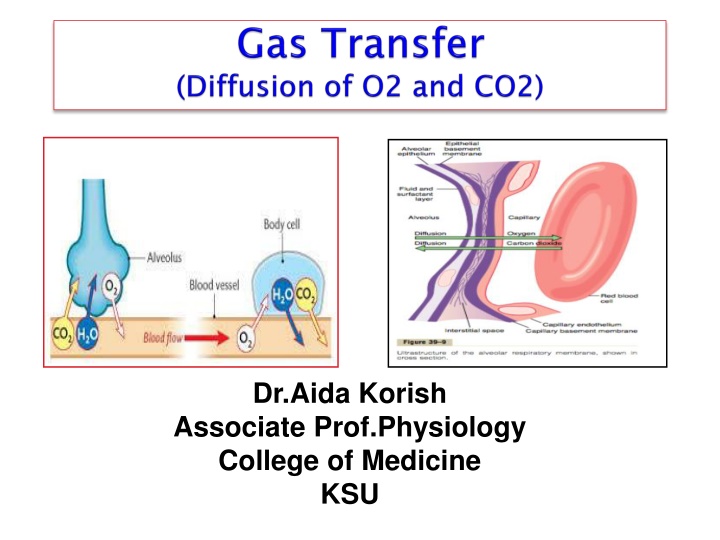 Gas Partial Pressures and Respiratory Exchange