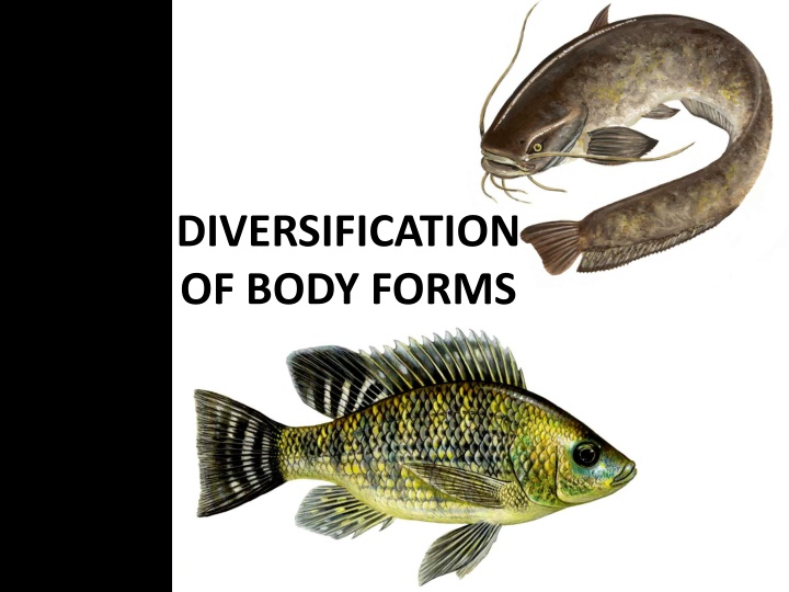 Diversification of Body Forms: Oreochromis Niloticus