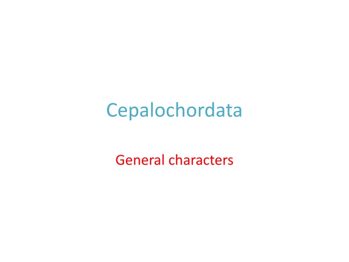 Cephalochordata - Lancelets and Their Unique Characteristics