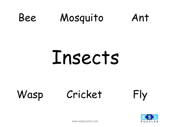 Insect Identification Puzzle - Can You Spot Them All?