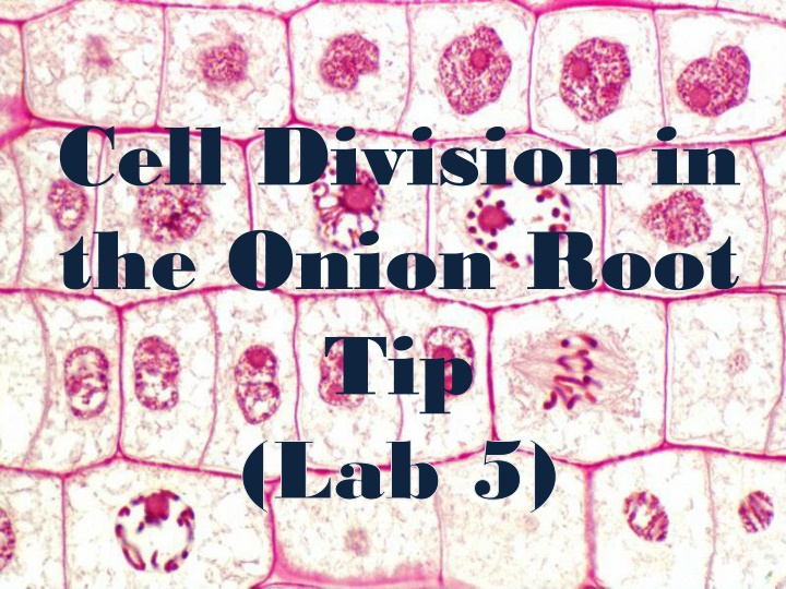 Cell Division in  the Onion Root  Tip