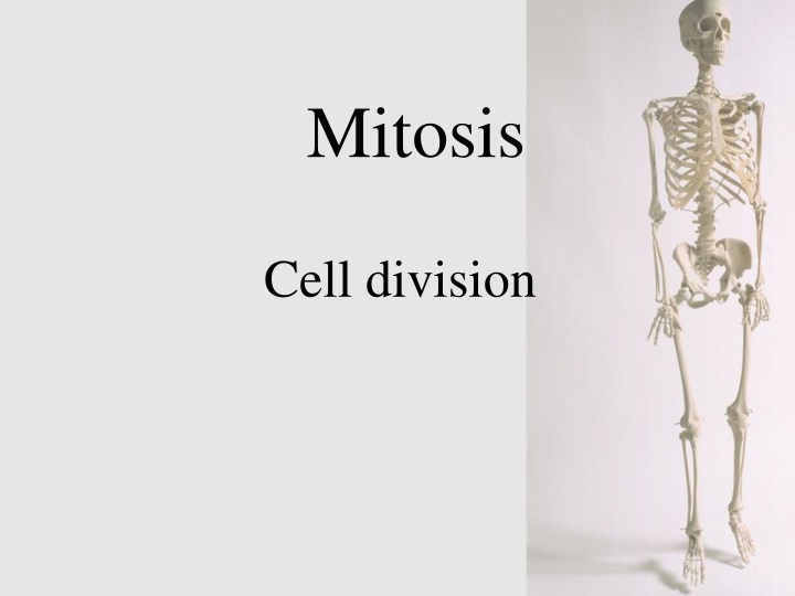 Mitosis and Cell Division Process