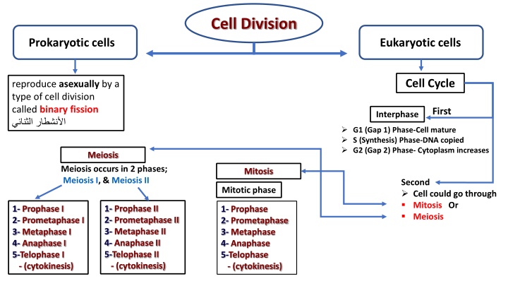 Cell Division: Prokaryotic vs. Eukaryotic Cells & Mitosis vs. Meiosis