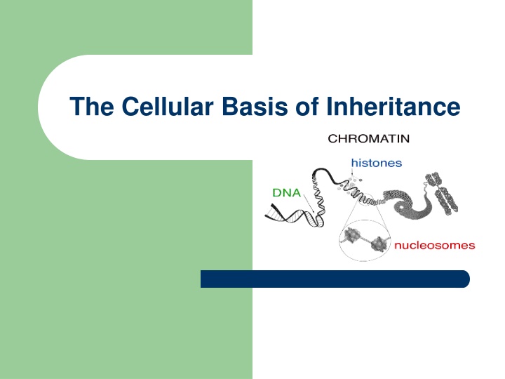 The Cellular Basis of Inheritance