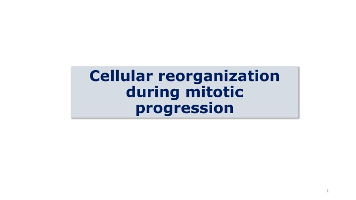 Cellular reorganization during mitotic progression