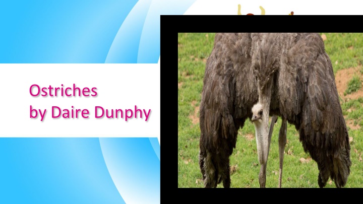 Fascinating Ostrich Facts and Images