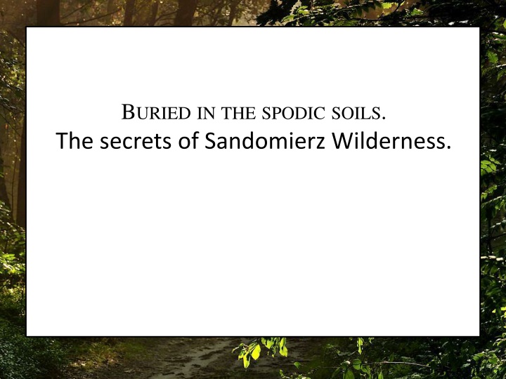 Secrets of Sandomierz Wilderness: Anemones Amidst Turmoil