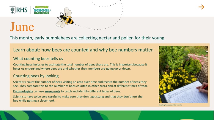 Counting Bees: Why Bee Numbers Matter