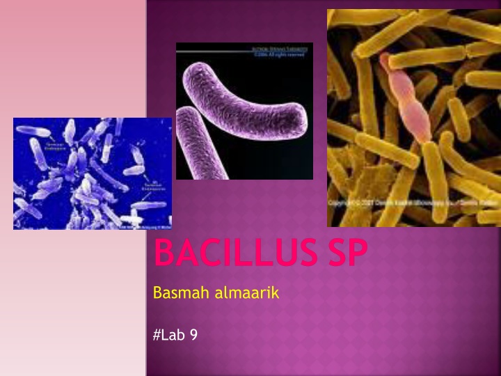 Bacillus Bacteria: Types, Cultures, and Staining Techniques