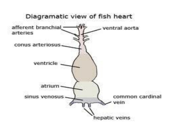 Anatomy of Heart Structures