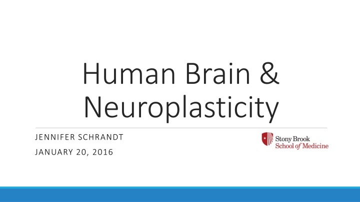 Human Brain and Neuroplasticity: Understanding Developmental Changes
