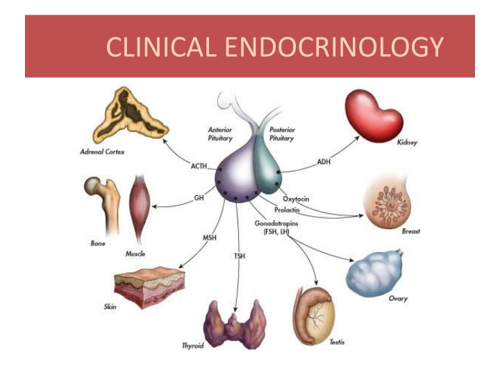 CLINICAL ENDOCRINOLOGY