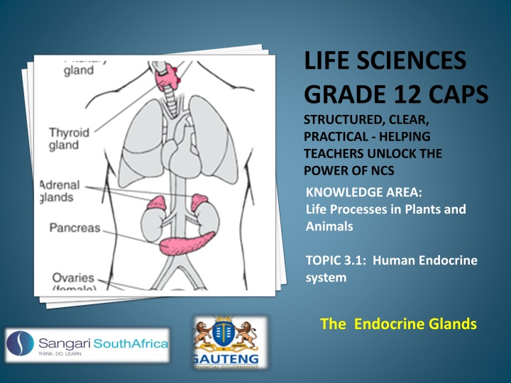 Unveiling the Human Endocrine System