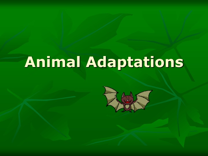 Animal Adaptations