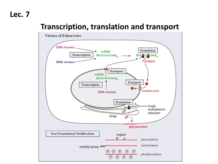 Transcription & Translation in Viruses