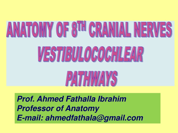 Anatomy of 8th Cranial Nerves – Auditory Pathway Overview
