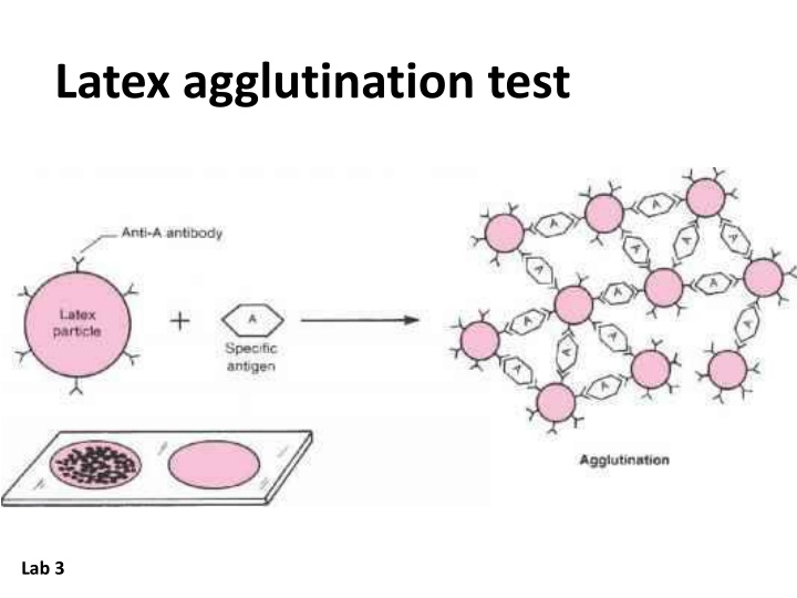 Latex agglutination test