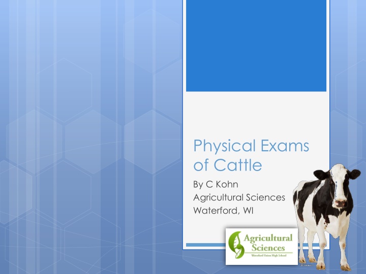 Essential Steps for Cattle Physical Exams