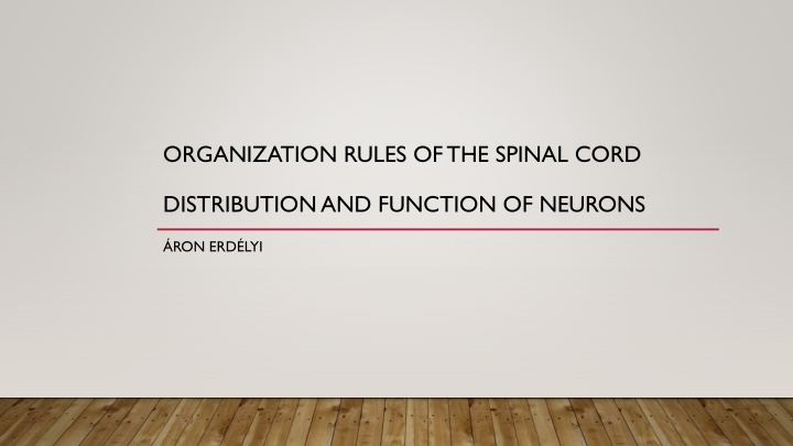Distribution and Function of Neurons in the Spinal Cord