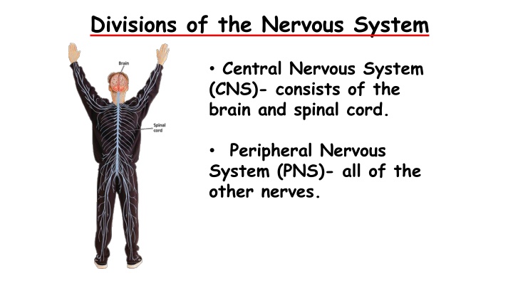 Divisions of the Nervous System Overview