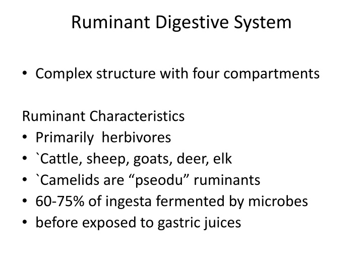 Ruminant Digestive System