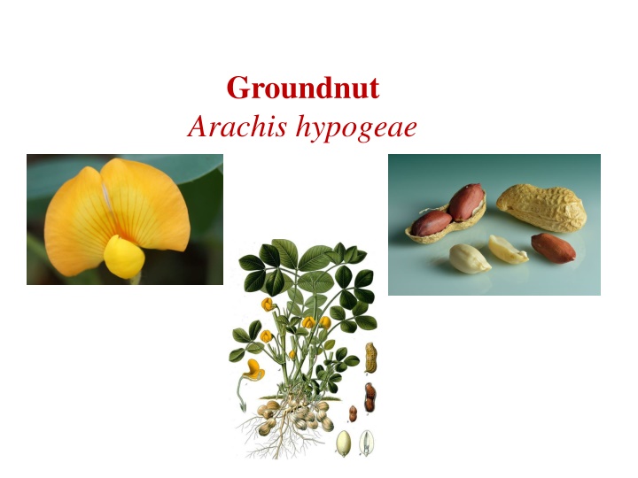 All About Groundnut: Origin, Types, and Uses