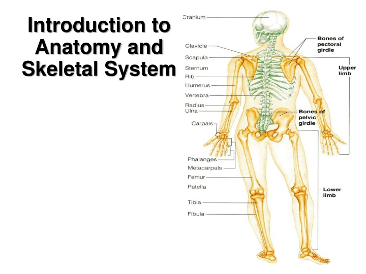 Introduction to Anatomy and Skeletal System Overview