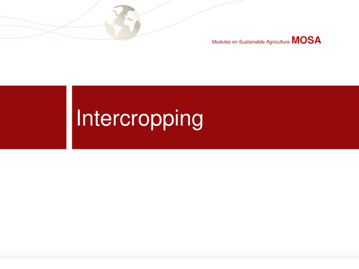 Intercropping in Sustainable Agriculture