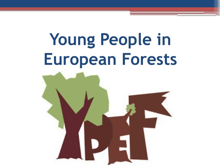 Polish Forests: Nature's Beauty and Wildlife Sanctuary