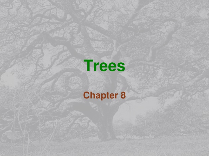 Tree Structures in Computer Science