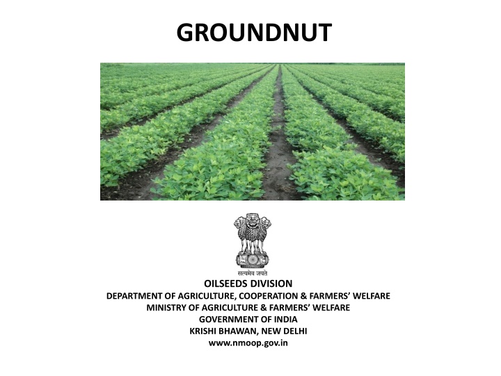 Groundnut Cultivation Overview in India