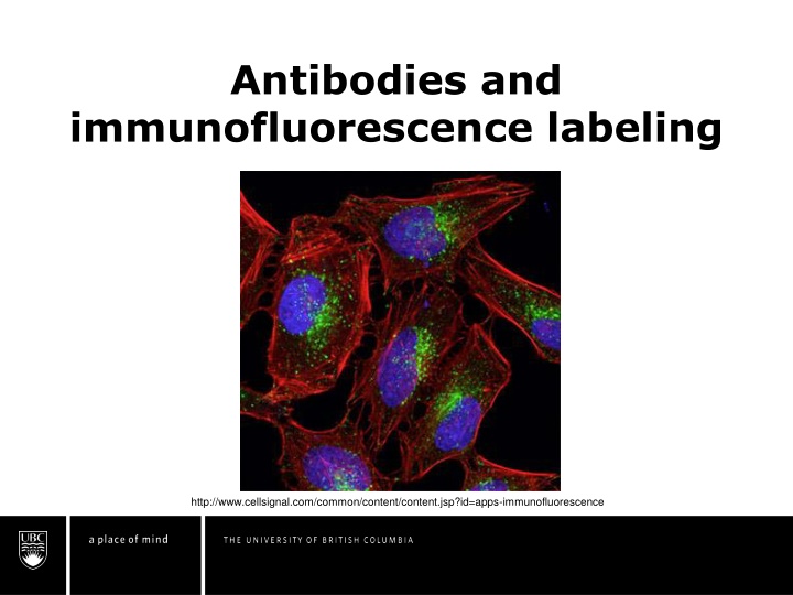 Antibodies: Structure, Production, and Labeling Techniques