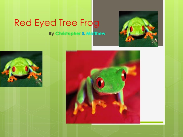 Red-Eyed Tree Frog: Fascinating Facts and Features
