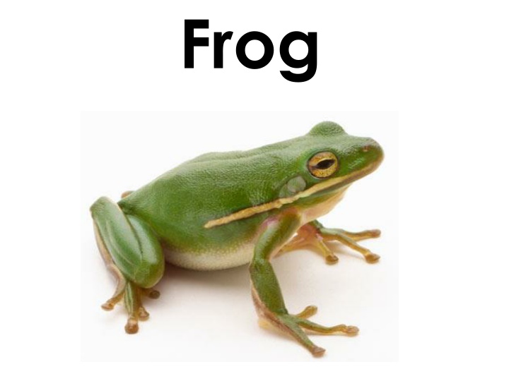 Fascinating Images of Frogs in Nature