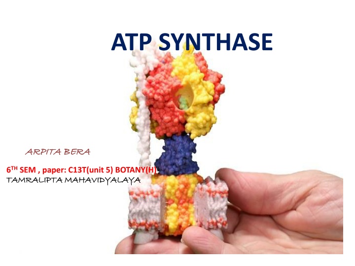 ATP Synthase: Enzyme for Energy Production