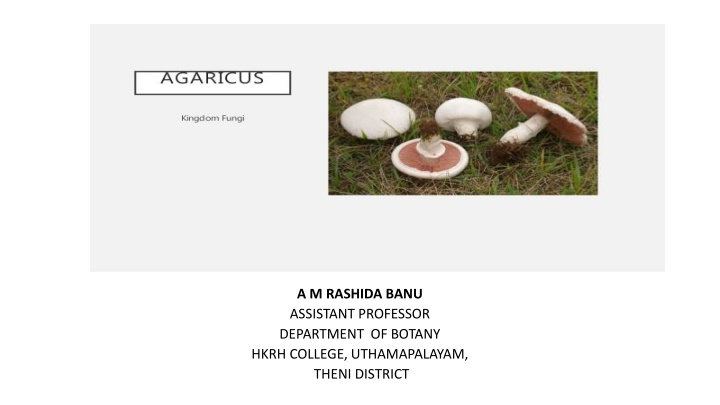 Reproduction in Fungi: Perenating Sec. Mycelium and Chlamydospores