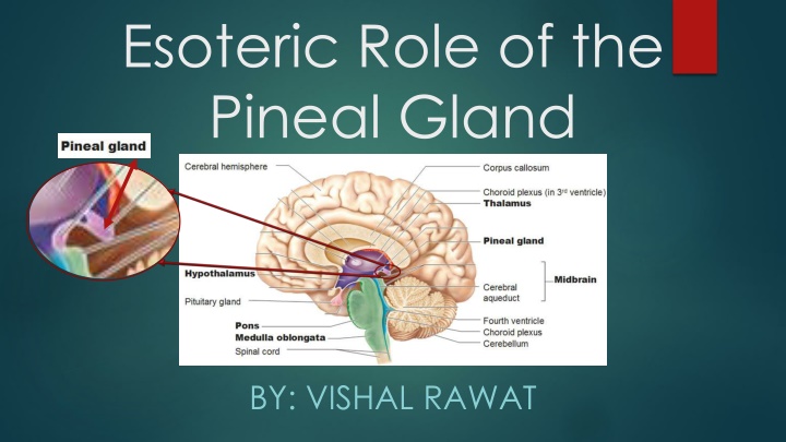 The Pineal Gland: Key Role in Consciousness Manifestation