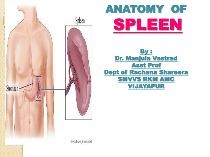 ANATOMY OF SPLEEN