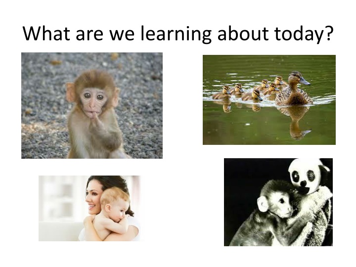 Babies' Attachment Development & Animal Studies in Psychology