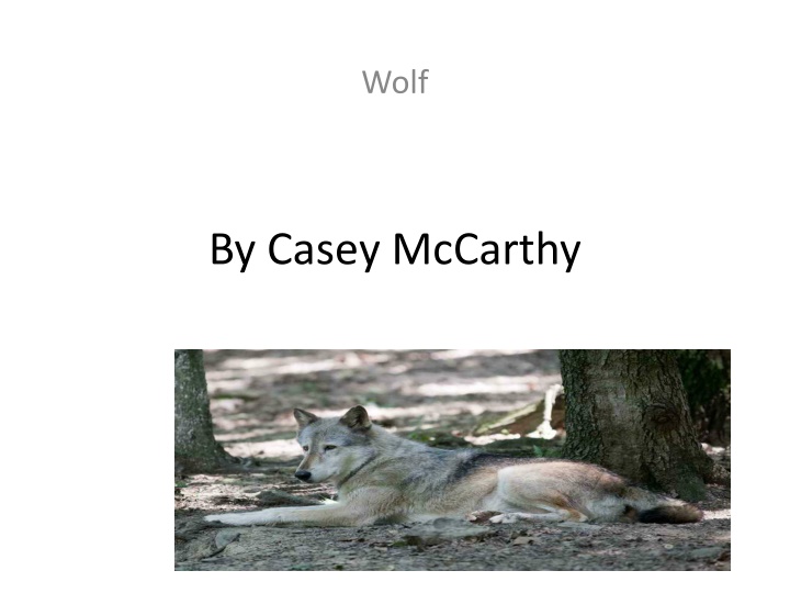 Wolf By Casey McCarthy