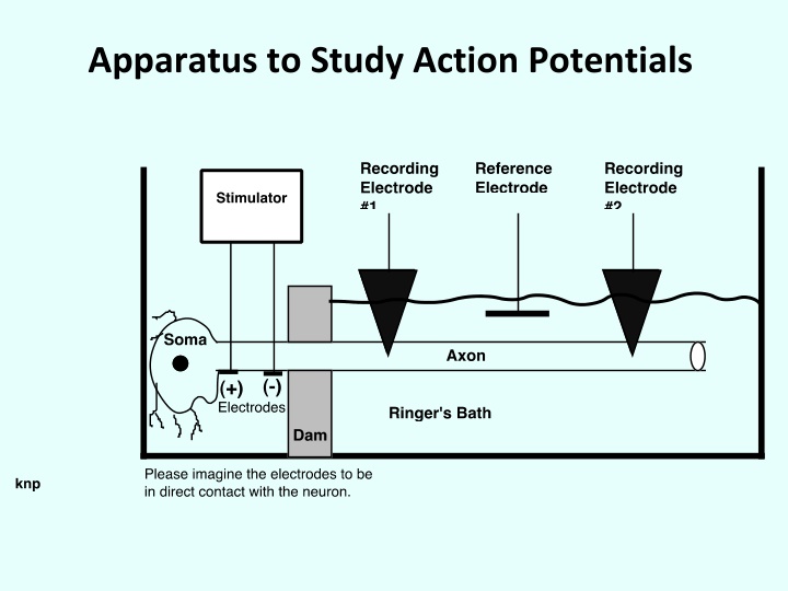 Studies on Action Potentials and Membrane Models