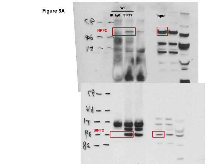 Protein Interaction Studies On SIRT2 and NRF2