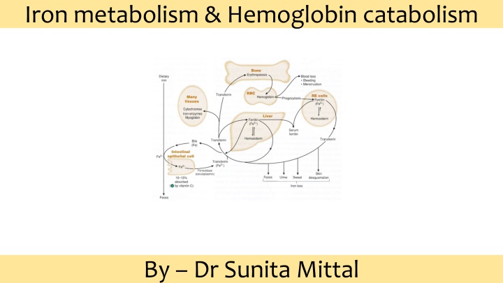 Iron metabolism & Hemoglobin catabolism