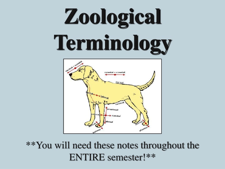 Essential Zoological Terminology for Veterinary Studies